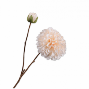 Dahlia tak creme 60cm